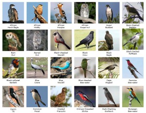 etosha birds