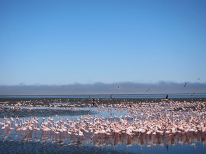 flamingo-point-walvis-bay-namibia