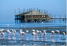 walvisbay_flamingos2
