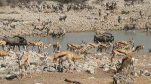 waterhole-etosha-national-park